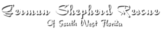 German Shepherd Rescue Of Southwest Florida