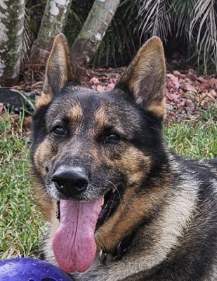 43
FLYNN IS DOG 43 FOR 2026
