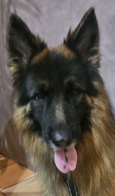 35
MORTON IS DOG 35 FOR 2026
