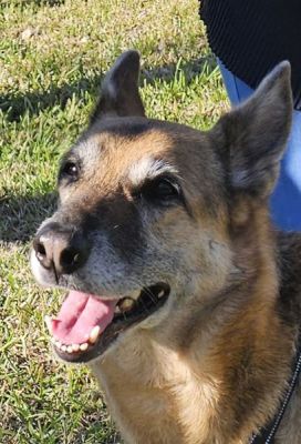 10
AUGUST IS DOG 10 FOR 2026
