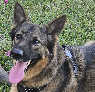 18
ROSIE IS DOG 18 FOR 2026
