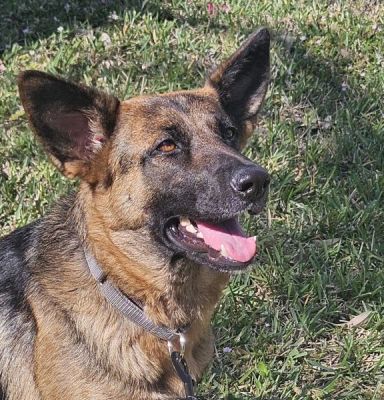 50
LUNA45 IS DOG 50 FOR 2026
