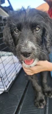 29
PUPPY SCHNOODLE BELLA IS DOG 29 FOR 2026
