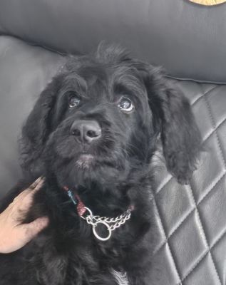 30
SCHNOODLE PUPPY MALE IS DOG 30 FOR 2O026
