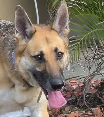 32
KAYA IS DOG 32 FOPR 2026
