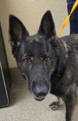 36
BELLA31 DK SABLE IS DOG 36 FOR 2026
