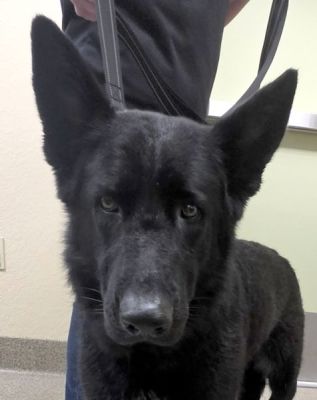 33
ATHENA IS DOG 33 FOR 2026
