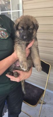 57
PUPPY GREY IS DOG 57 FOR 2026
