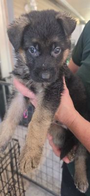 58
PUPPY GREEN IS DOG 58 FOR 2026
