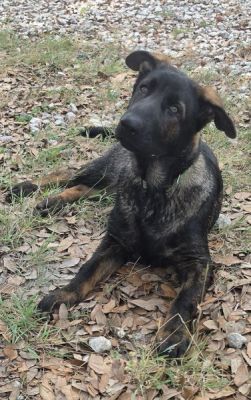 63
PUPPY SABRETOOTH IS DOG 63 FOR 2026
