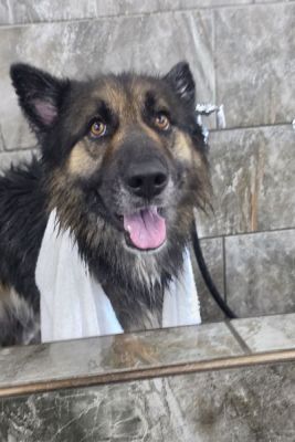 66
RANGER IS DOG 66 FOR 2026
