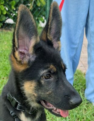70
PUPPY DEVI IS DOG 70 FOR 2026
