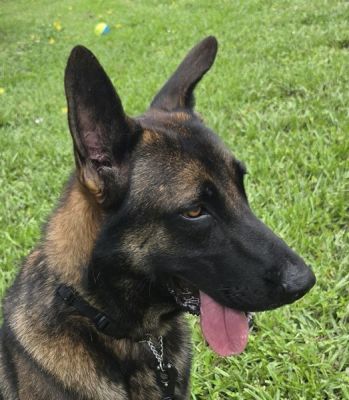 91
KANE IS DOG 91 FOR 2026
