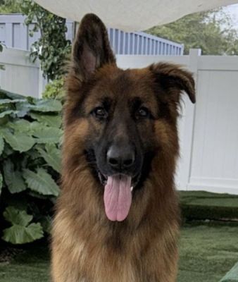 90
PASQUALE IS DOG 90 FOR 2026
