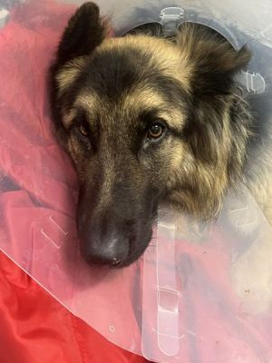 37
CHESTER THE TRIPOPD IS DOG 37 FOR 2026
