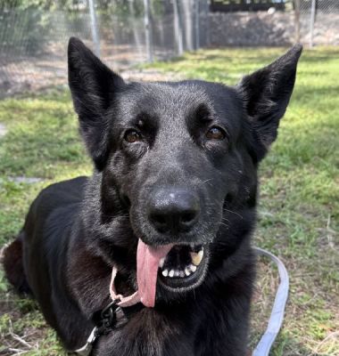 28
GEMMA IS DOG 28 FOR 2026
