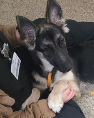 44
PUPPY NALA IS DOG 44 FOR 2026
