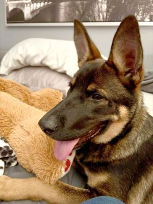 42
PUPPY SASHA IS DOG 42 FOR 2026
