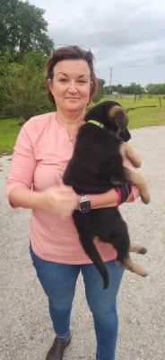 1915
PUPPY GREEN WITH NEW MOM MONA DOG 1915
