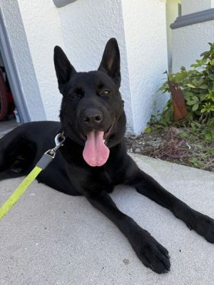 31
JASON IS DOG 31 FOR 2026
