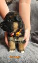 Filename=ORANGE_1.jpg
Filesize=40KiB
Dimensions=366x600
Date added=Jun 11, 2026 ORANGE_1.jpg