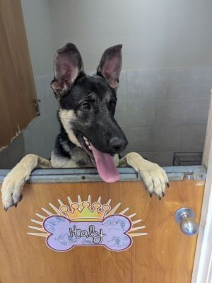 20
PUPPY TRTEVOR IS DOG 20 FOR 2026
