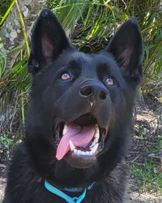 48
ROCKY IS DOG 48 FOR 2023

