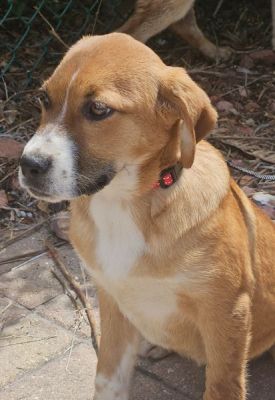 34
PUPPY KARA IS DOG 34 FOR 2025
