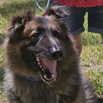 52
BEAR SENIOR IS DOG 52 FOR 2025
