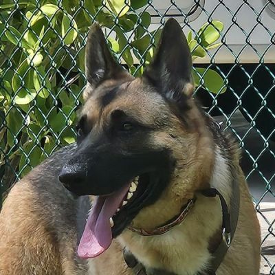 53
EZRA IS DOG 53 FOR 2025
