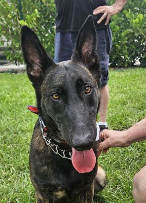 70
DUTCH IS THE 70TH DOG FOR 2025
