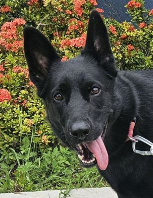 71
SHEBA IS DOG 71 FOR 2025
