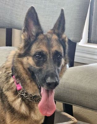 79
LUNA SENIOR IS DOG 79 FOR 2025
