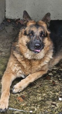 91
BAD HAIR DAY MAX IS DOG 91 NFOR 2025
