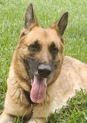 96
SARA IS DOG 96 FOR 2025
