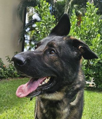 100
DIESEL IS DOG 99 FOR 2025
