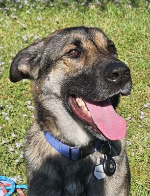 105
RANGER IS DOG 105 FOR 2025
