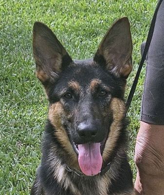 106
LAILA IS DOG 106 FOR 2025
