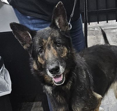 110
LADY DIANA IS DOG 110 FOR 2025
