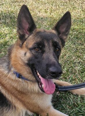 111
CINDY IS DOG 111 FOR 2025
