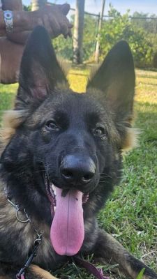 113
PUPPY DUKE IS DOG 113 FOR 2025
