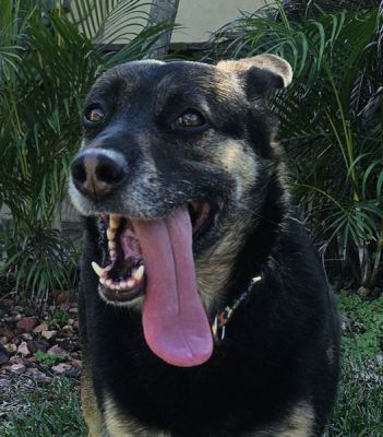 115
STAR IS DOG 115 FOR 2025
