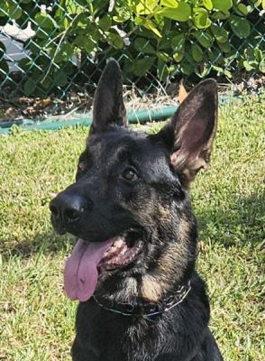 116
BEAR22 IS DOG NUMBER 116 FOR 2025
