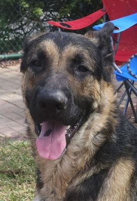 2
SHADOW IS DOG 2 FOR 2026
