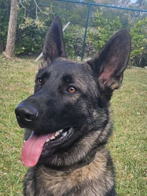 6
TURBO IS DOG 6 FOR 2026
