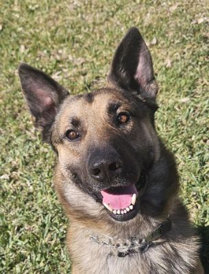 8
ODIN IS DOG 8 FOR 2026
