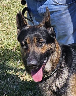 10
FINN IS DOG 10 FOR 2O26
