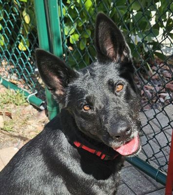 14
BELLA30 IS DOG 14 FOR 2026
