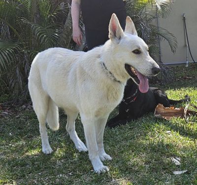 13
OSO IS DOG 13 FOR 2026
