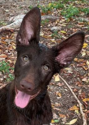 66
PUPPY SARAH IS A LIVER COLOR GSD AND DOG 66 FOR 2024
